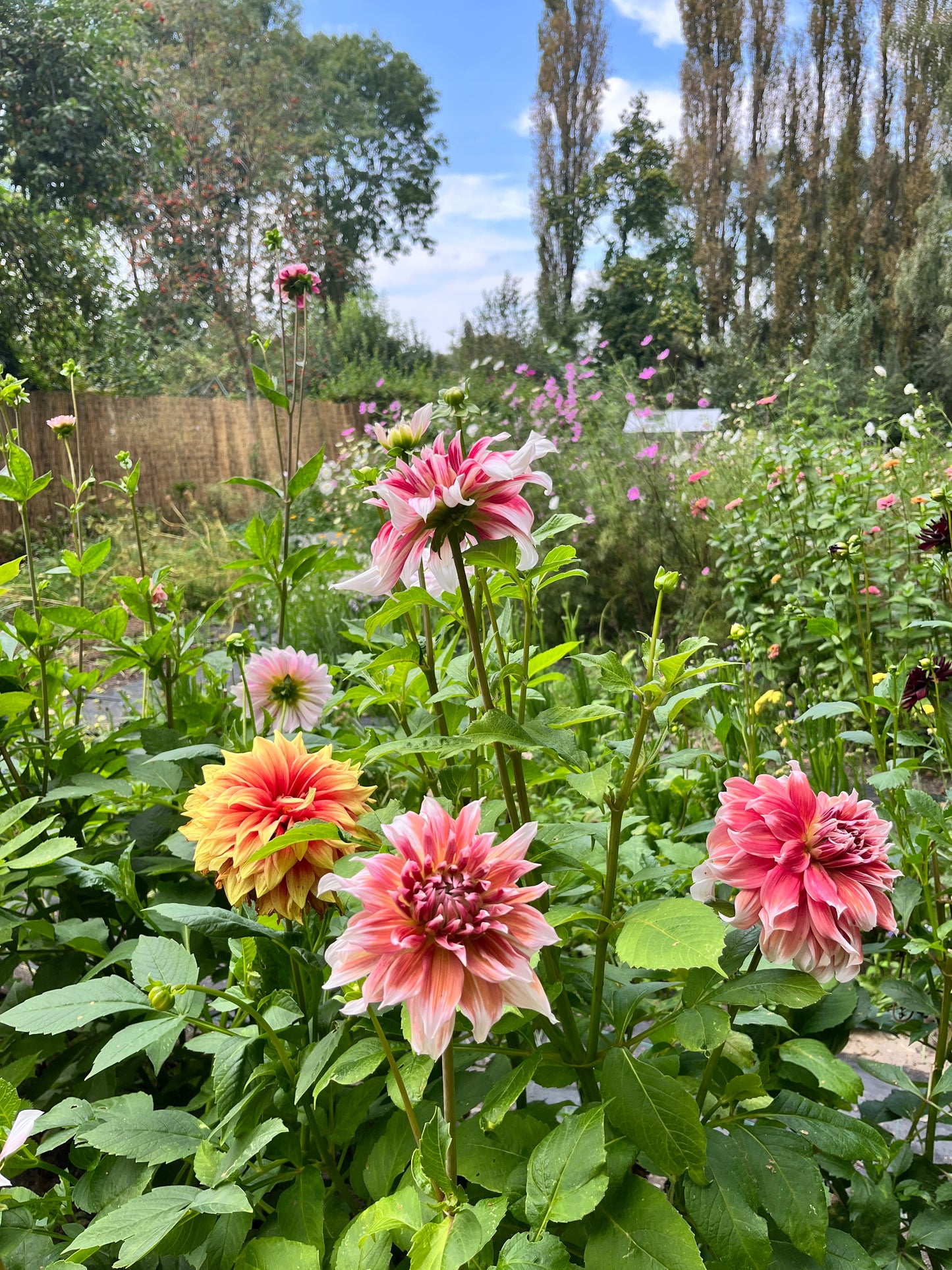 Plukgeluk, de start van je eigen bloementuin