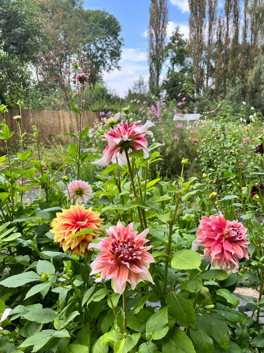 Plukgeluk, de start van je eigen bloementuin