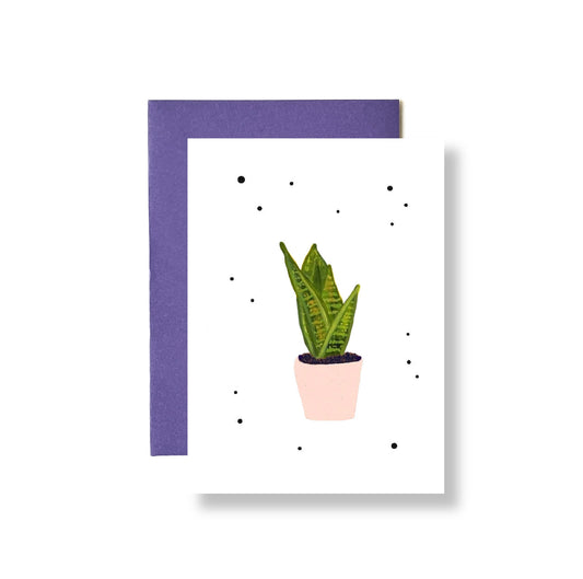Sanseveria